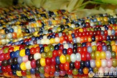 農(nóng)業(yè)部:經(jīng)過(guò)嚴(yán)格評(píng)估,中國(guó)轉(zhuǎn)基因食品安全